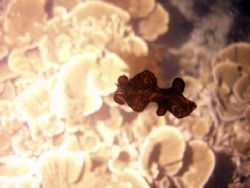 Spanish Dancer, caught in action of swimming; on a night ... by James Costello 